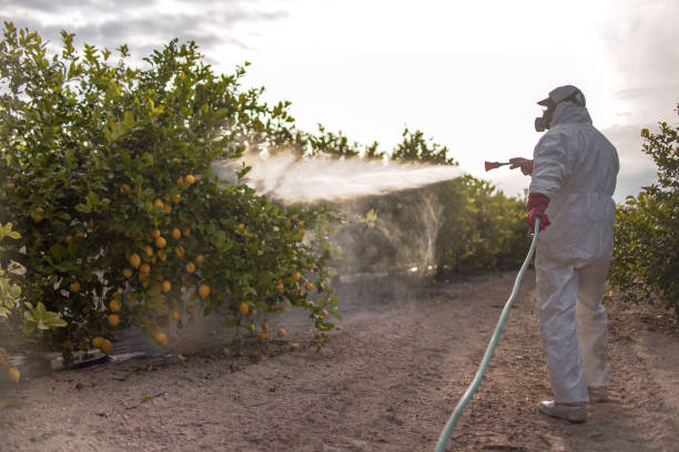 Best Pest Control Near Me in Big Stone Gap, VA
