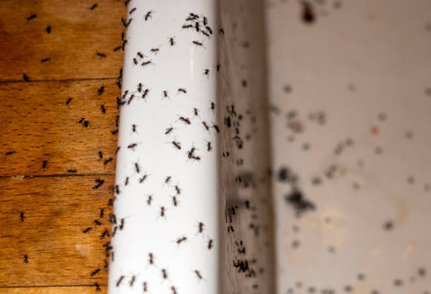 Best Exterminator Services  in Big Stone Gap, VA