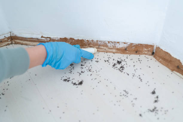 Pest Prevention Services in Big Stone Gap, VA